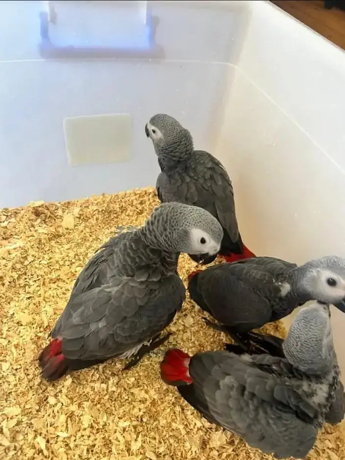 African grey parrot cheeks for sale 0335=1141=179 — photo 2