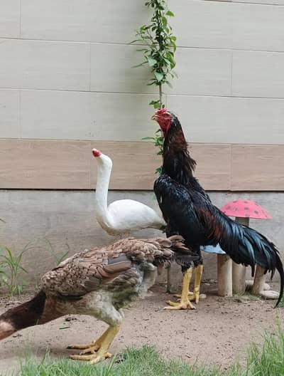 aseel shamo pair