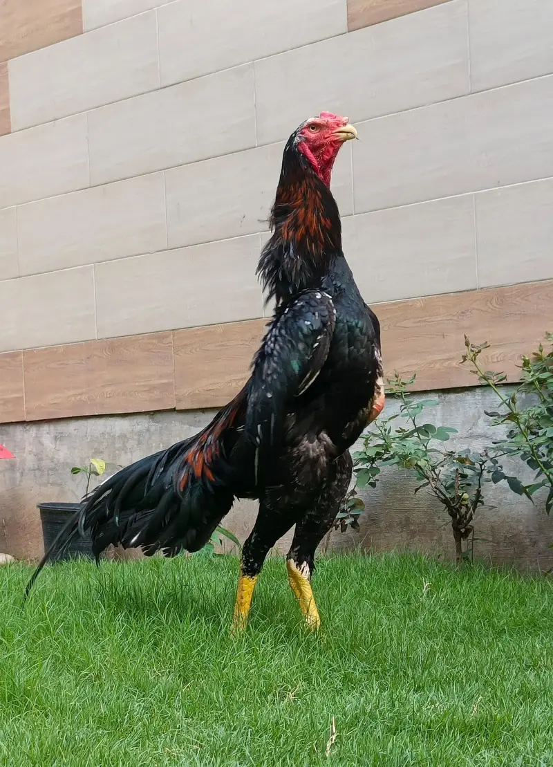 aseel shamo pair — photo 2