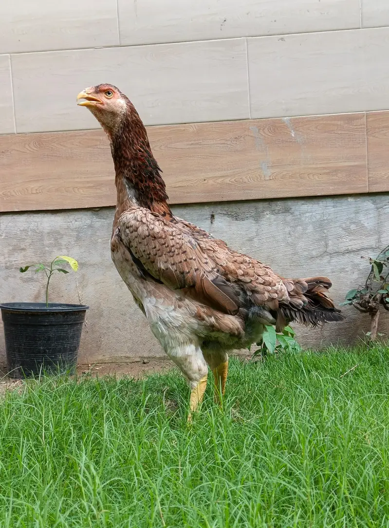 aseel shamo pair — photo 4