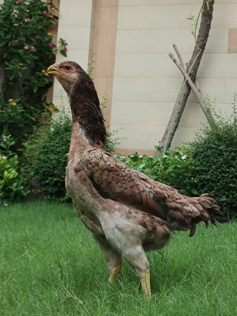 aseel shamo pair — photo 5