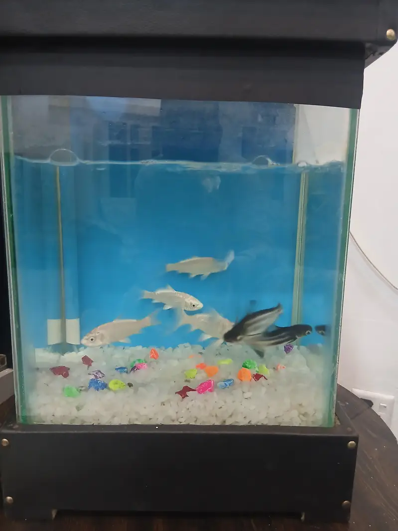 fish tank/Aquarium with 6 fish