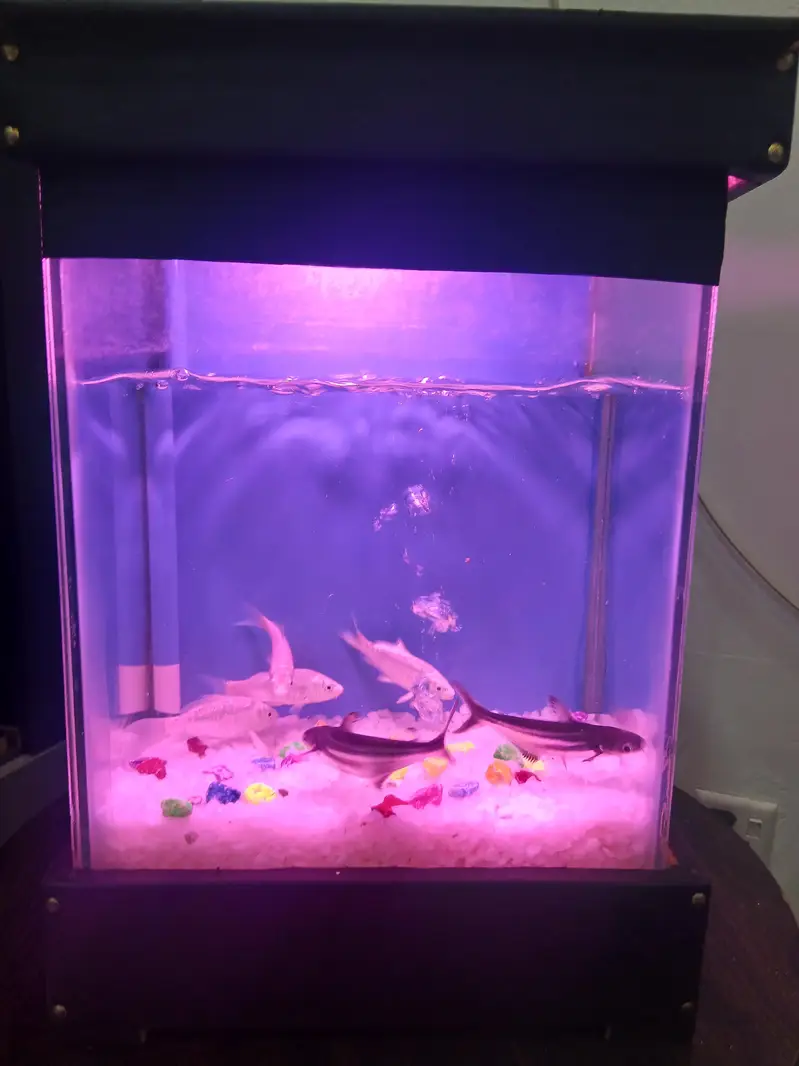 fish tank/Aquarium with 6 fish — photo 2