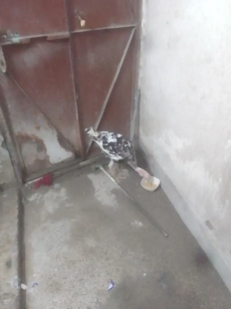 one turkey female for sale 03257689803 — photo 2