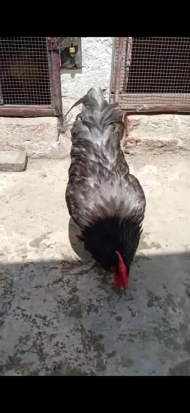 Gray Australorp full breeder — photo 4