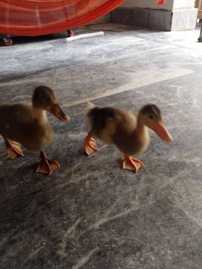 Duck chicks
