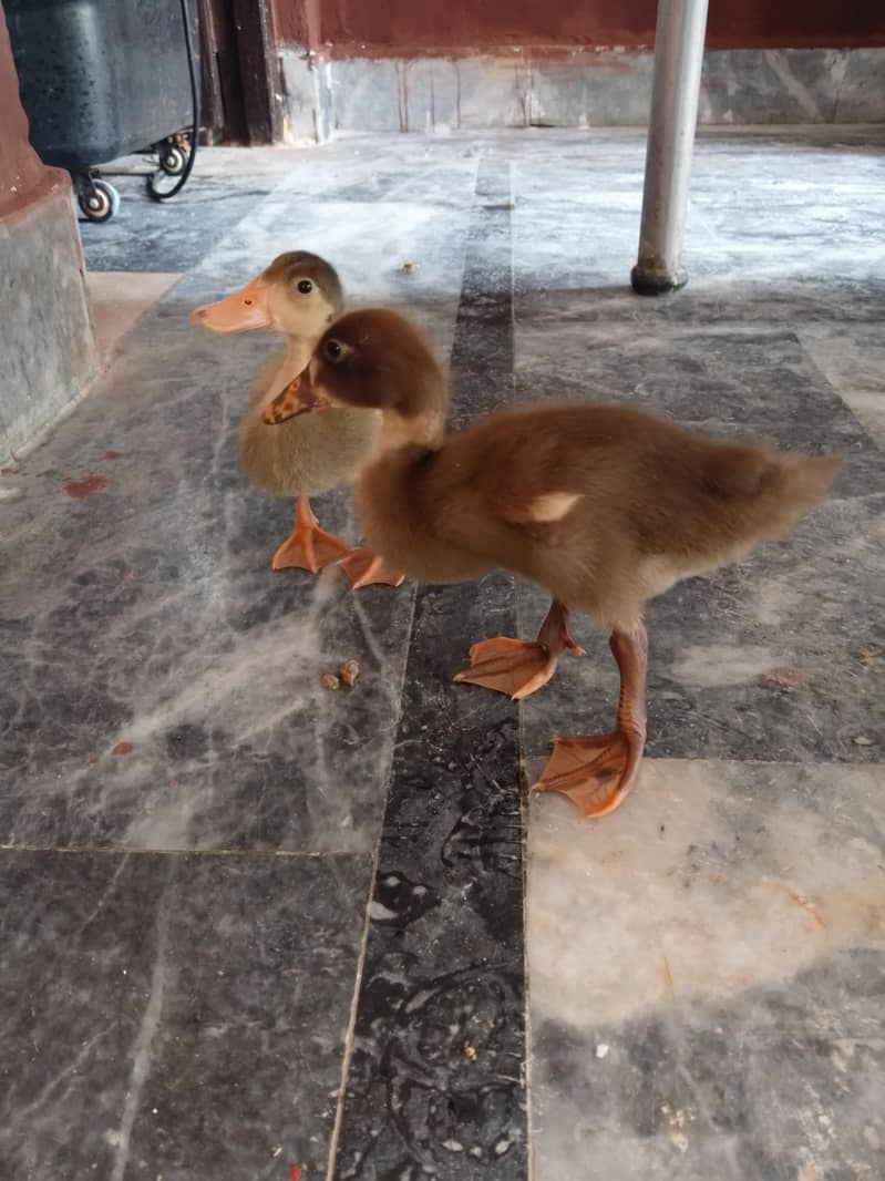 Duck chicks 1