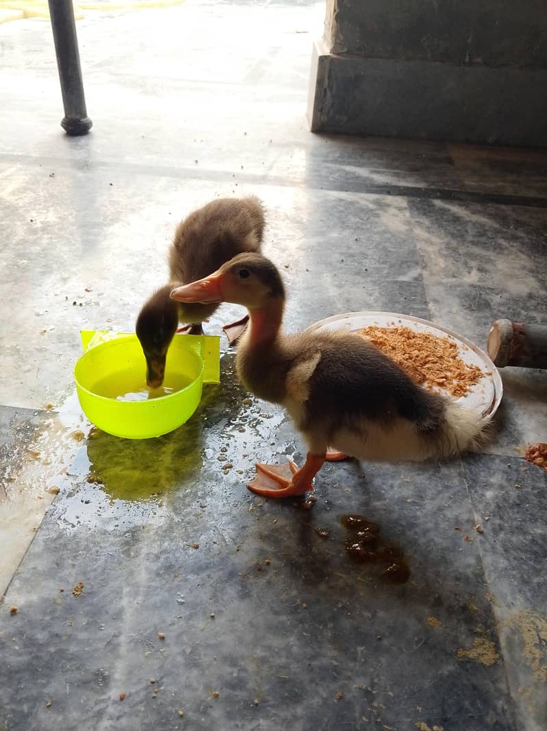 Duck chicks 2