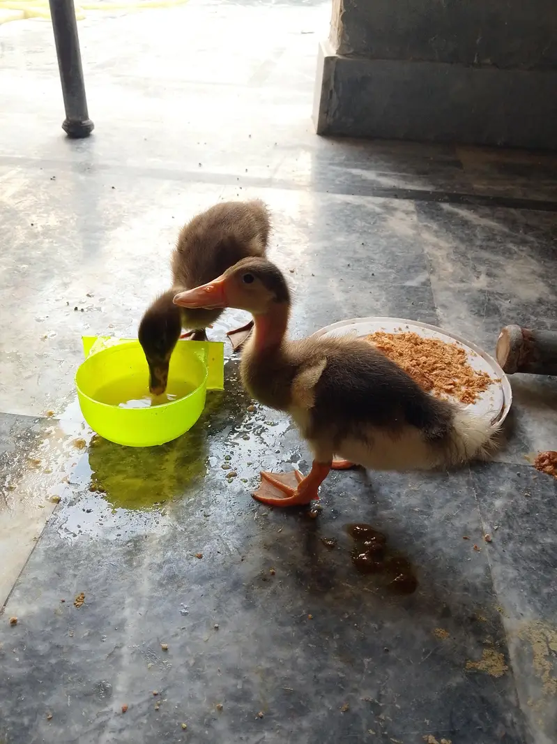 Duck chicks — photo 3