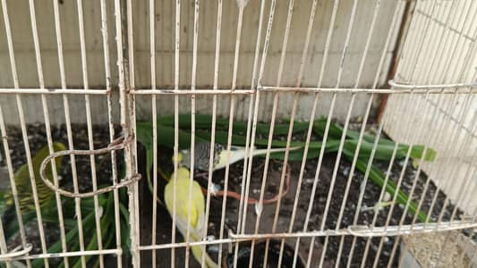 breeder pairs