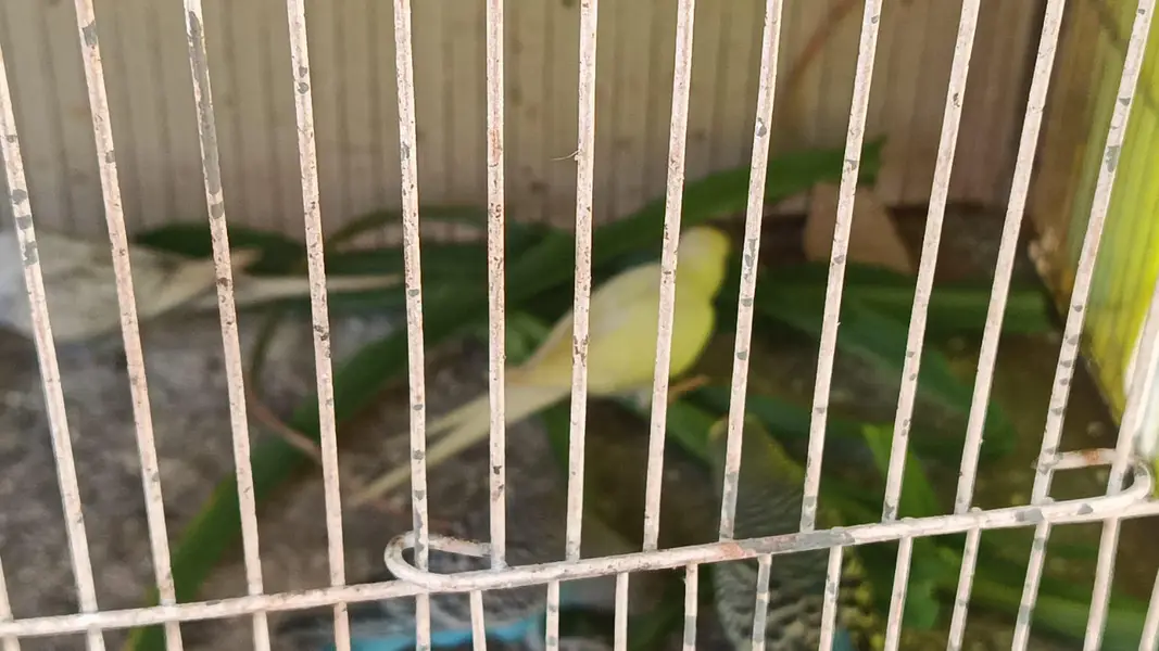 breeder pairs — photo 2