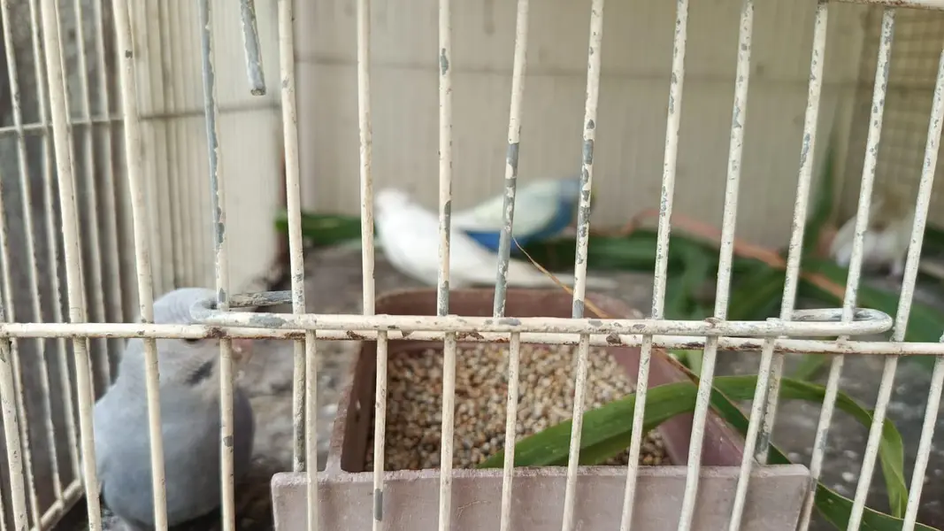 breeder pairs — photo 3