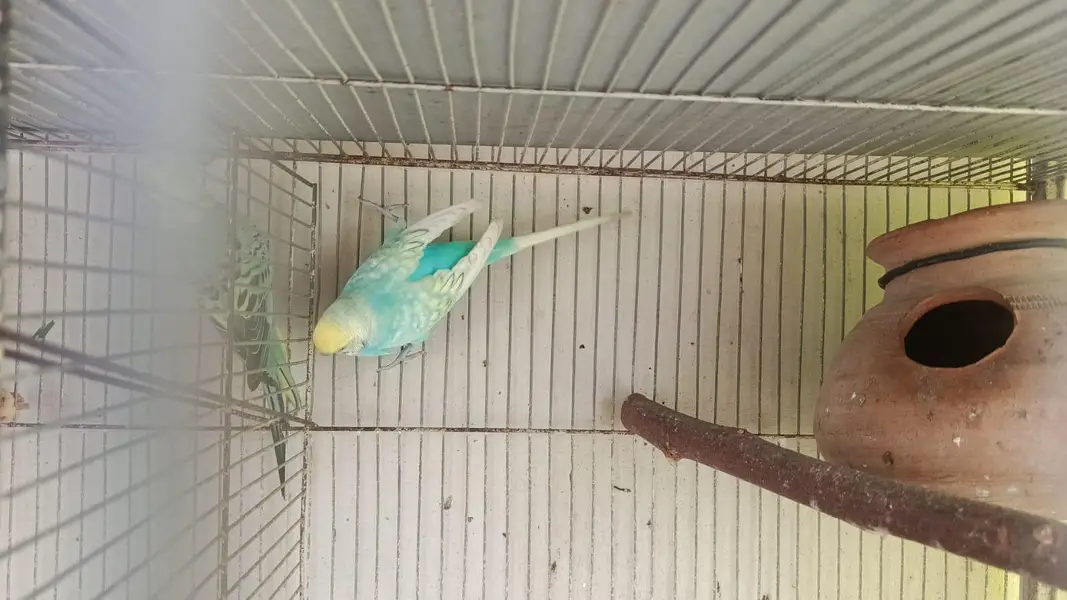 breeder pairs — photo 5