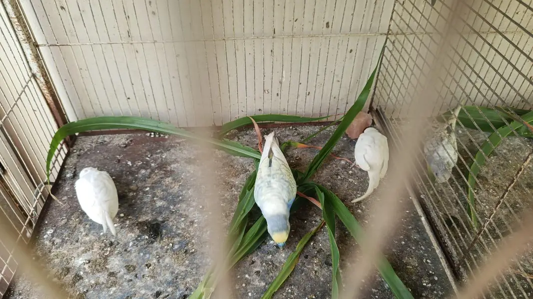 breeder pairs — photo 6