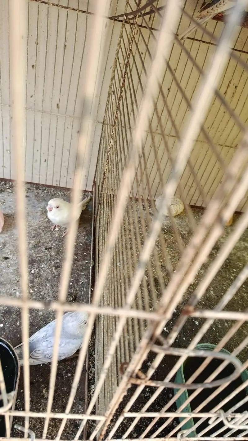 breeder pairs — photo 8