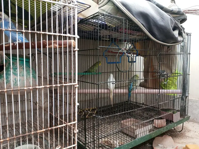 breeder pairs — photo 10