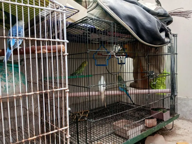 breeder pairs — photo 11