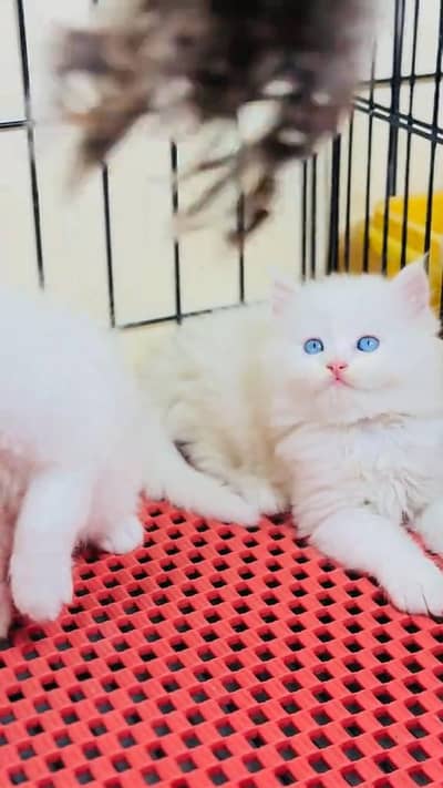 beautiful Persian female for sale 0337/ 63/72/823 only WhatsApp number