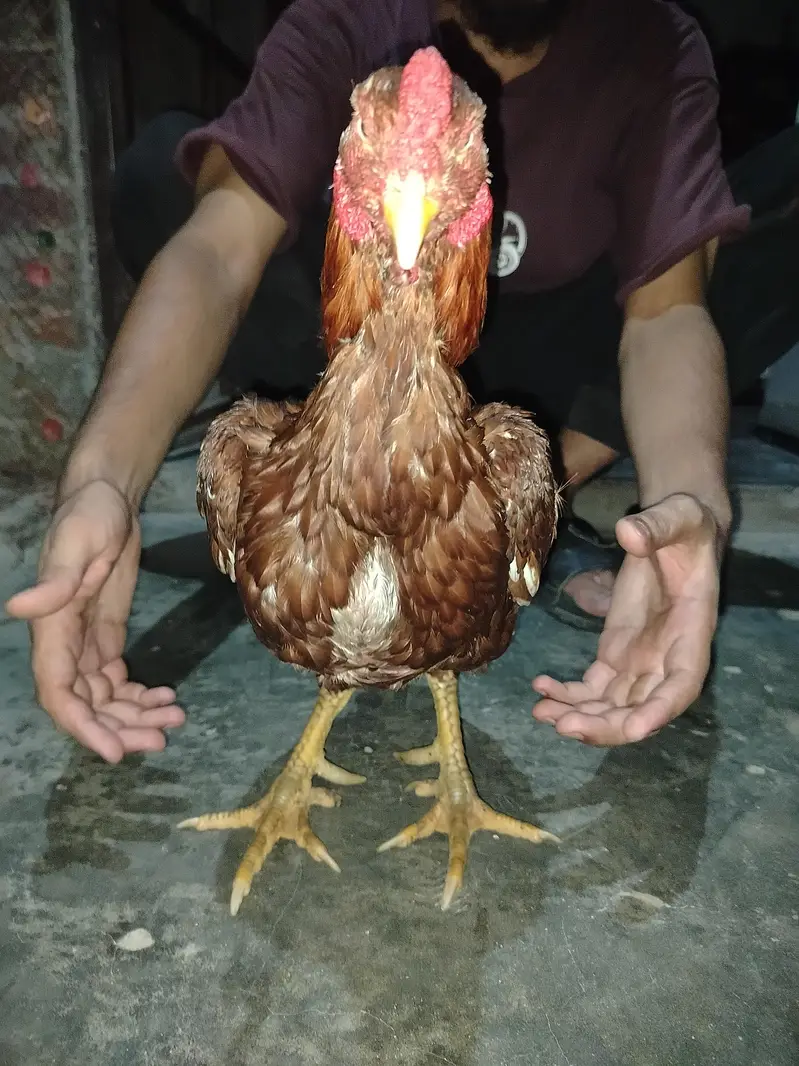aseel murga — photo 6