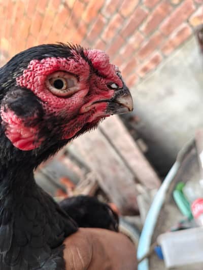 indian parrot peak long tail aseel female for sale