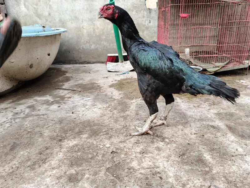 indian parrot peak long tail aseel female for sale — photo 2