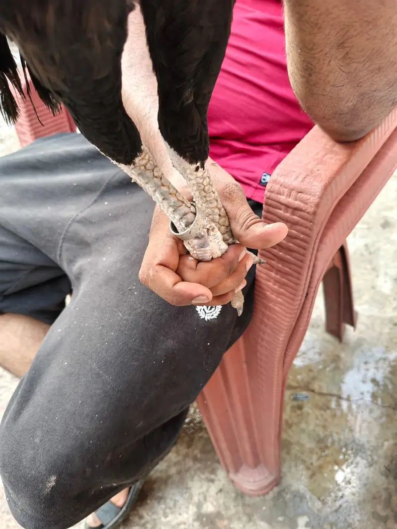 indian parrot peak long tail aseel female for sale — photo 3