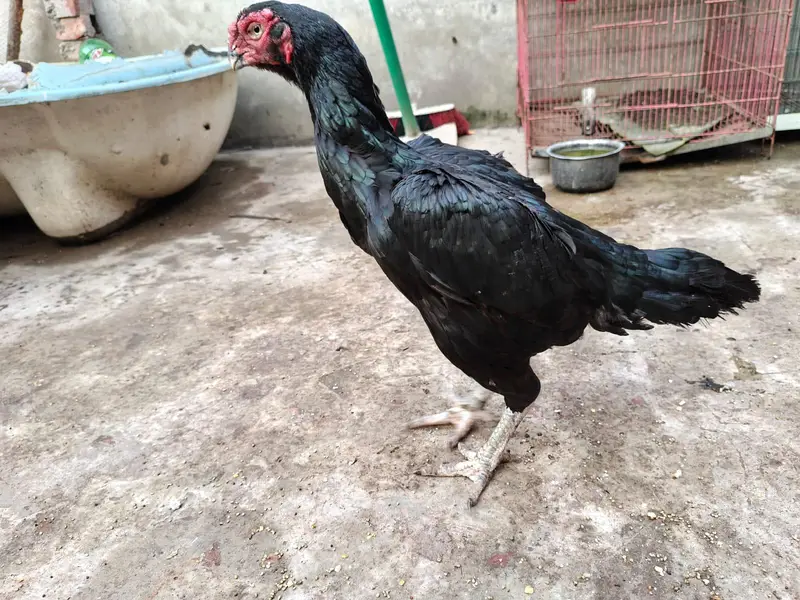 indian parrot peak long tail aseel female for sale — photo 5