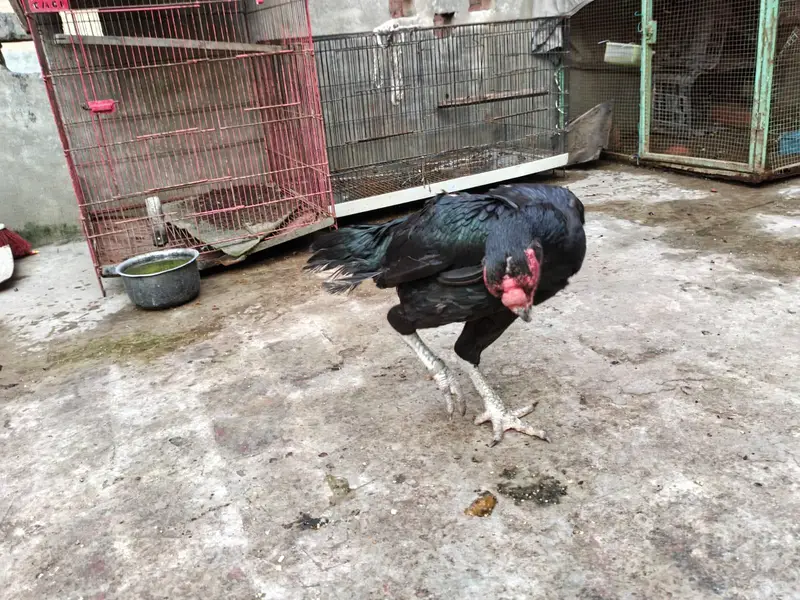 indian parrot peak long tail aseel female for sale — photo 6