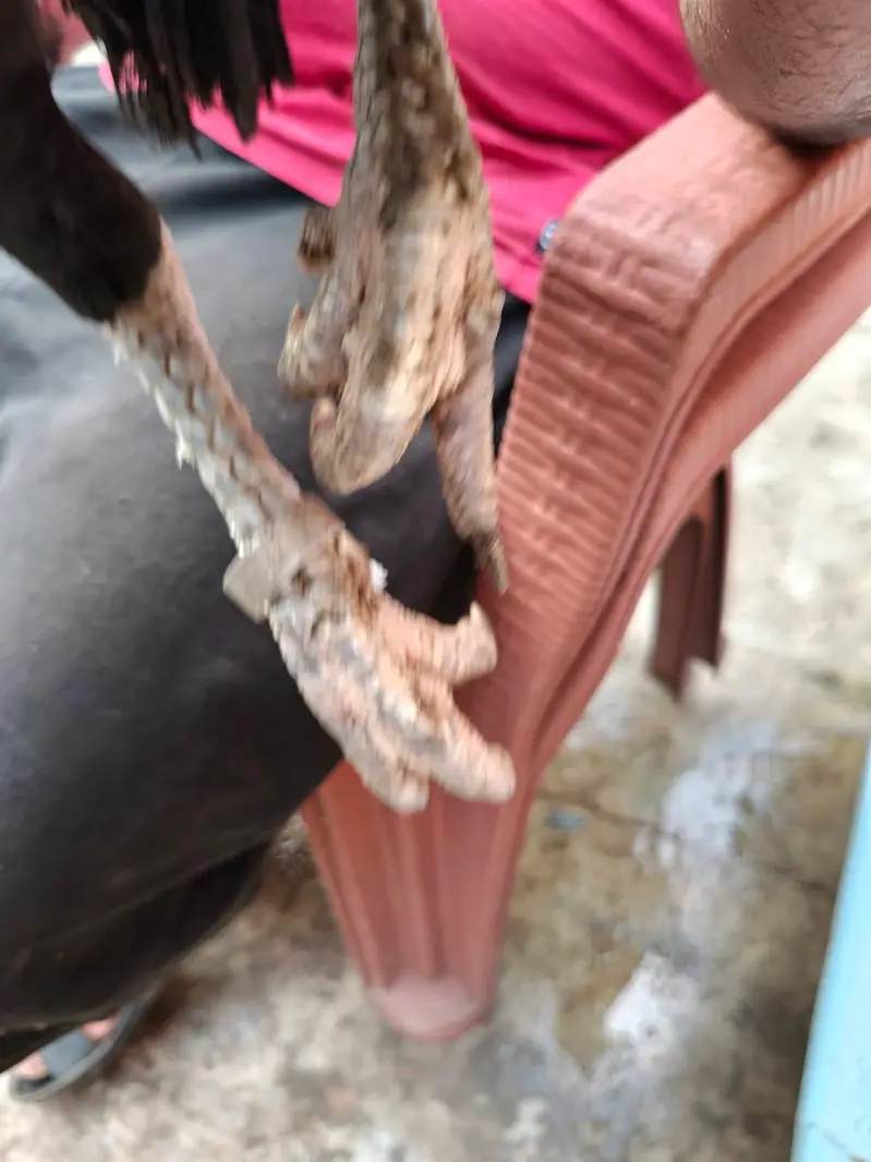 indian parrot peak long tail aseel female for sale — photo 7