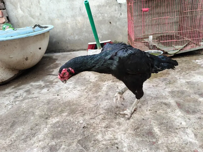 indian parrot peak long tail aseel female for sale — photo 8