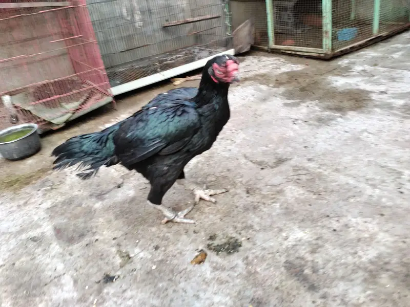 indian parrot peak long tail aseel female for sale — photo 9