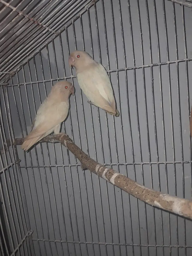 2×500=1000 (red eyes lovebirds pair) . — photo 2