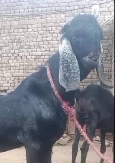 Amratsari Betal Black Male Goat Bakra
