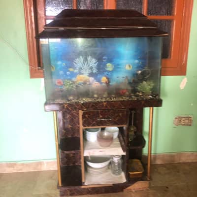 fish aquarium
