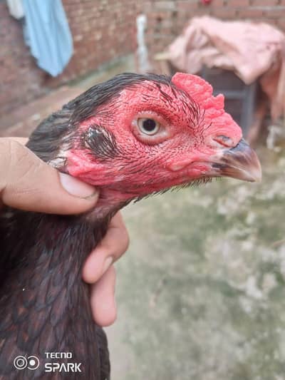 miawali aseel black lakhi. 100  parsant quality wala 03104323502