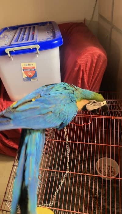Blue and gold Macaw self