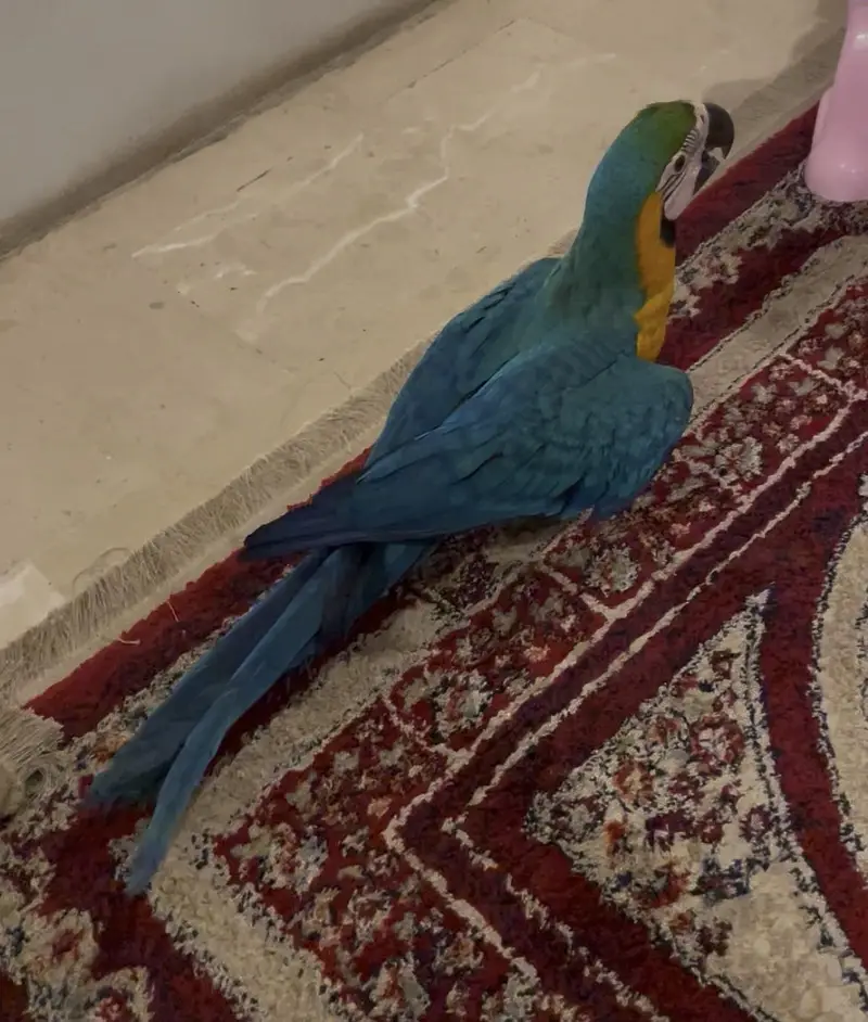 Blue and gold Macaw self — photo 2