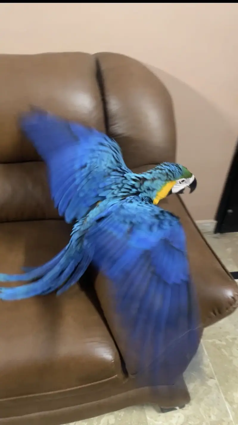 Blue and gold Macaw self — photo 3