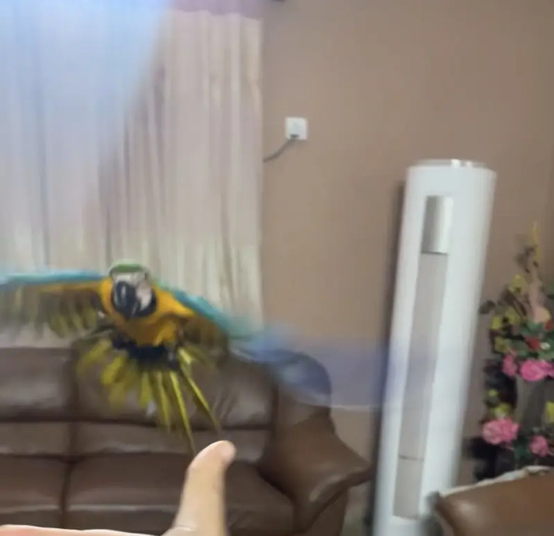 Blue and gold Macaw self — photo 4