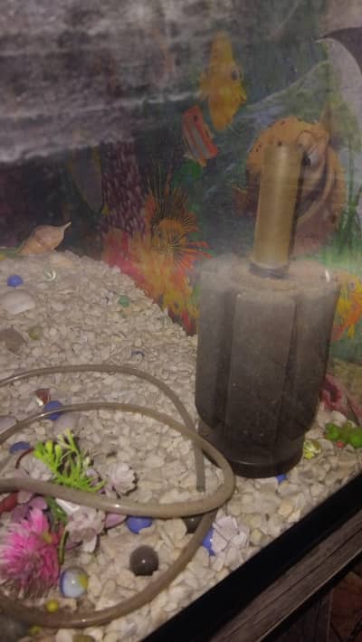 Fish Aquarium   