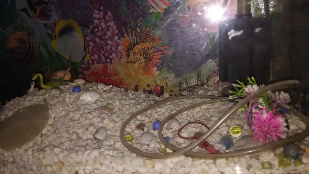 Fish Aquarium    — photo 2