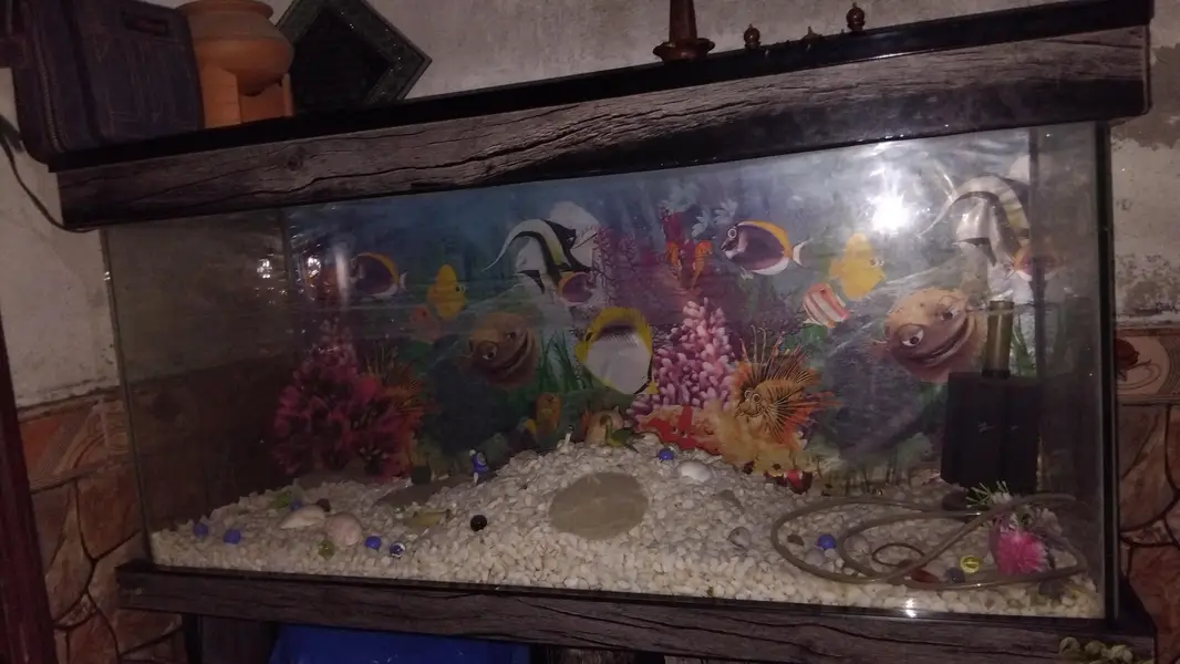 Fish Aquarium    — photo 3