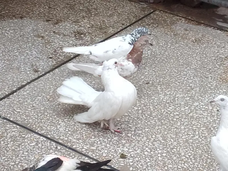 Pure white lakka kabutar high quality male — photo 2