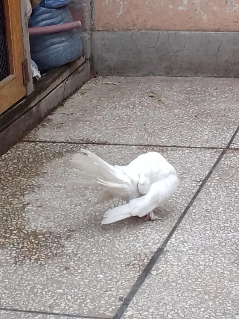Pure white lakka kabutar high quality male — photo 4