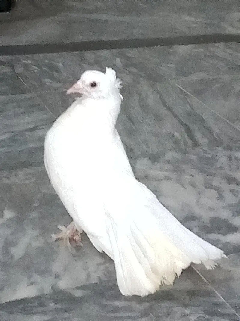 Pure white lakka kabutar high quality male — photo 5