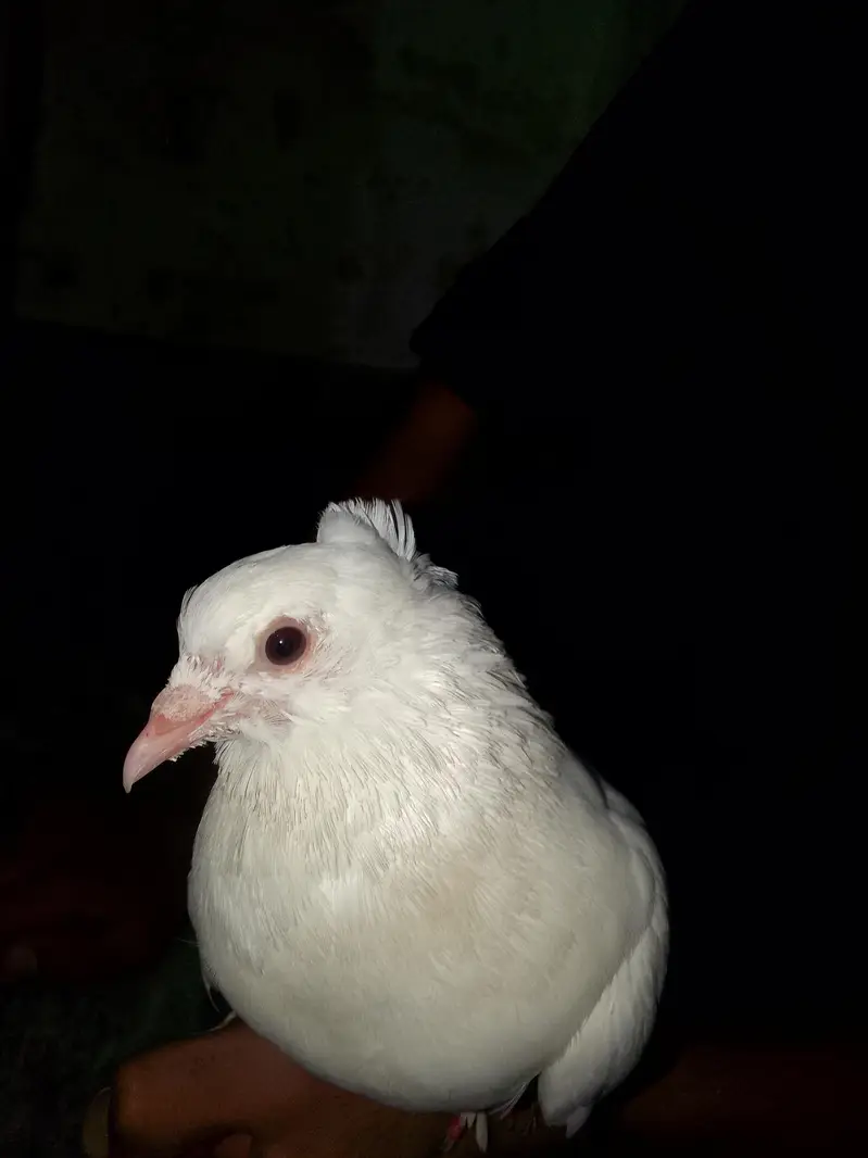Pure white lakka kabutar high quality male — photo 6