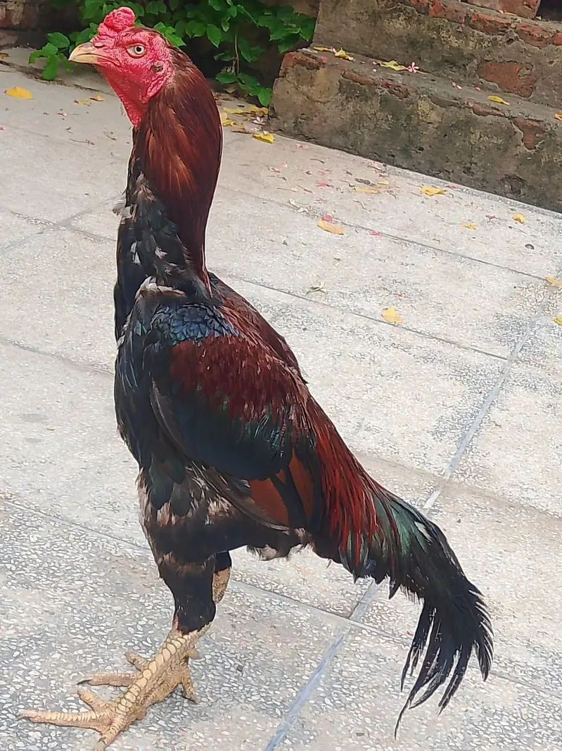 sale aseel murga — photo 2