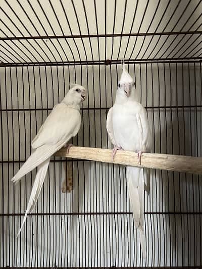 Eno Cocktail white Red Eye 6k / Australian parrot 400 pr peace