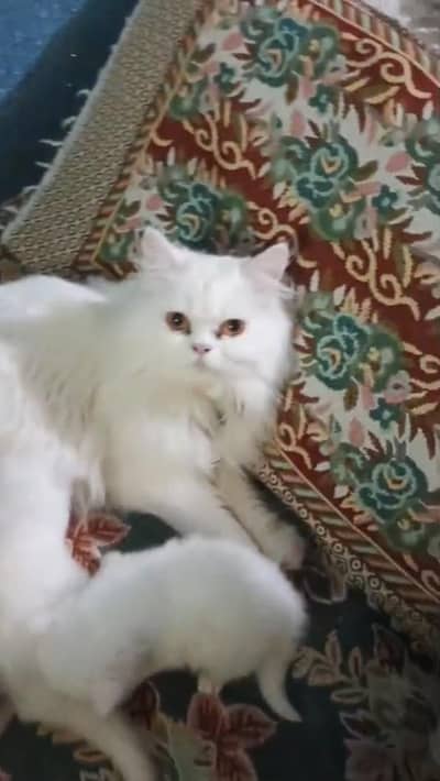 cats baby