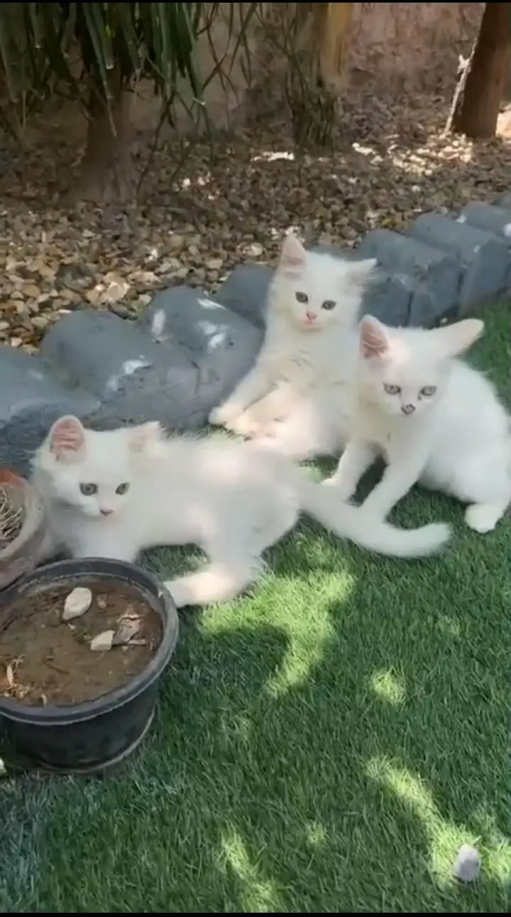 cats baby — photo 2